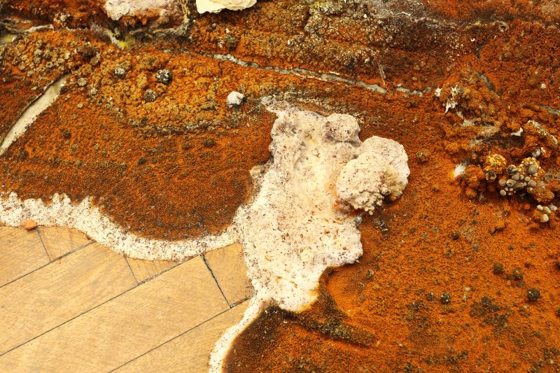 Subfloor Dry Rot Repair