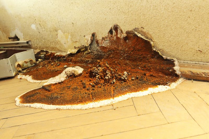 Dry Rot Floor Repair