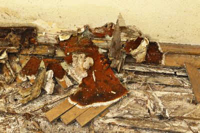 Dry Rot Floor Repair