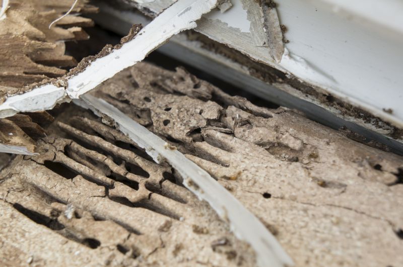 Dry Rot Repair Near Me