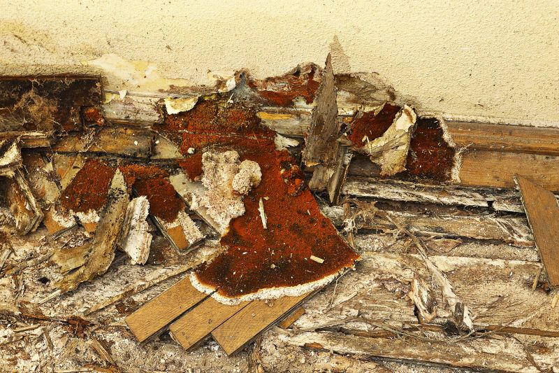 Subfloor Dry Rot Repair