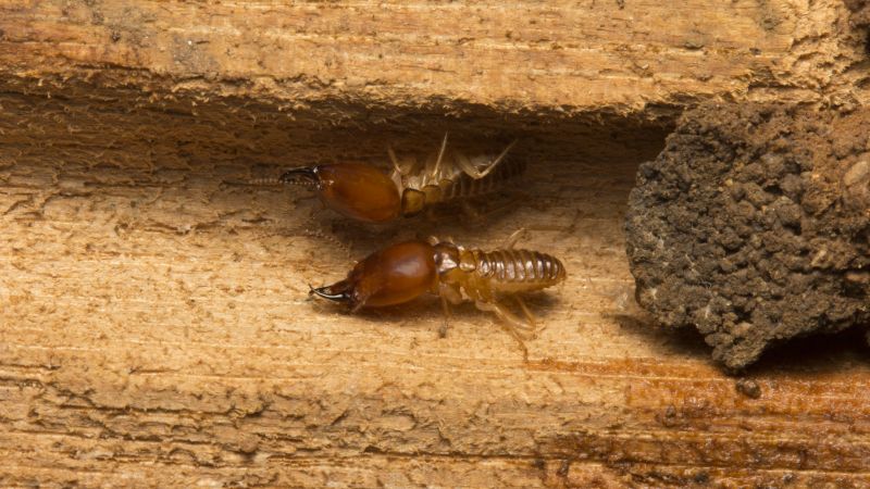 Termite Wood Repair